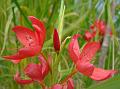 2010-0906-1425_Schizostylis_17,6C